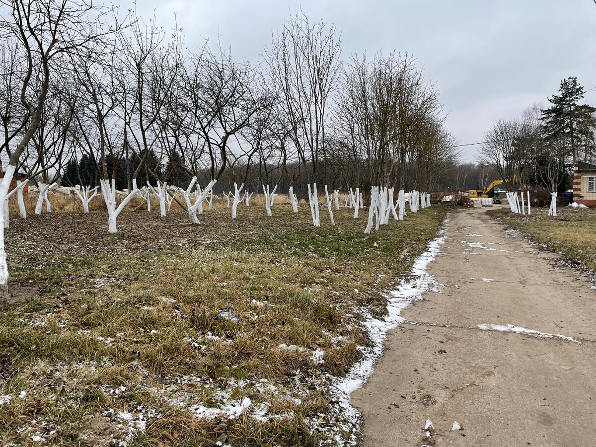 Пока готовились необходимые для начала строительства документы, сад очистили и привели в порядок, а деревья побелили