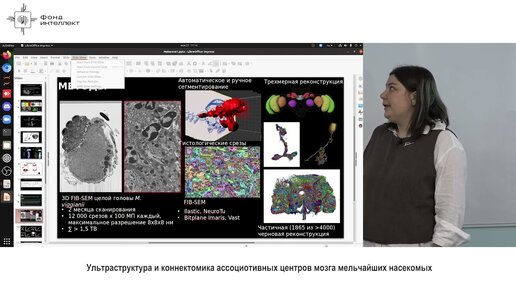 Анастасия Макарова - Ультраструктура и коннектомика ассоциотивных центров мозга мельчайших насекомых