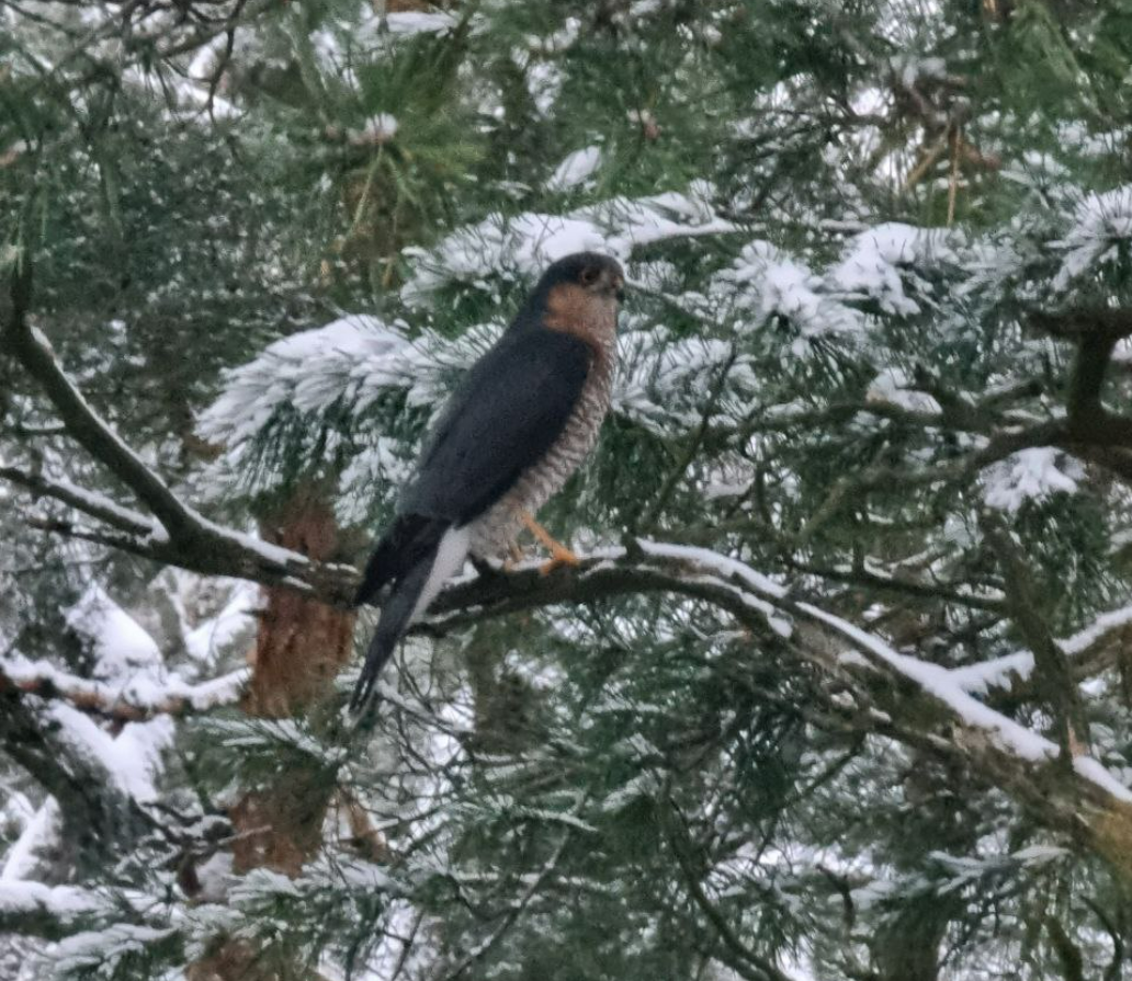 Фото из FB группы Наши птицы (Эстония) NOV 2022