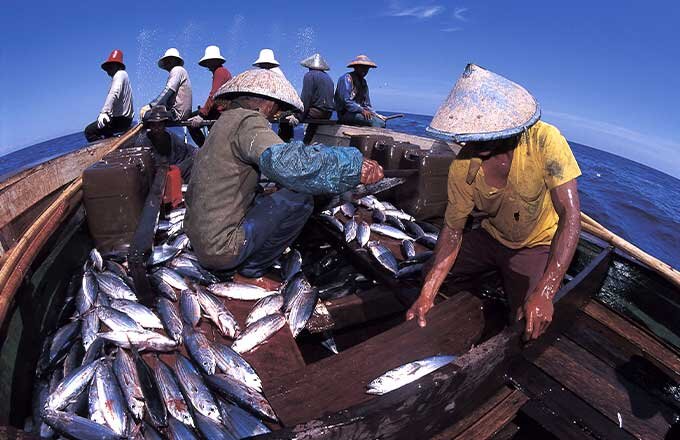Рыбы в прибрежной зоне Индонезии становится все меньше.