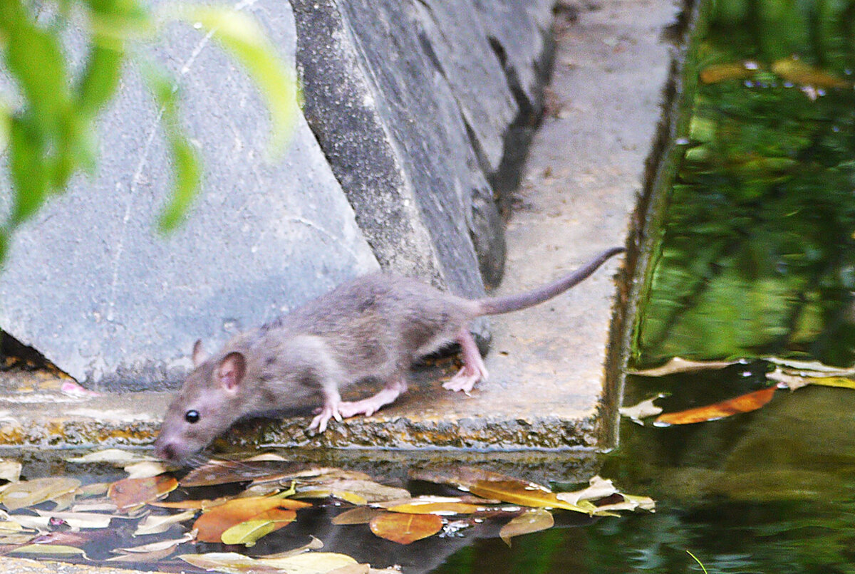 Тростниковая крыса. Дикая Лесная крыса. Серая крыса Rattus norvegicus. Лесная мышь в парке.