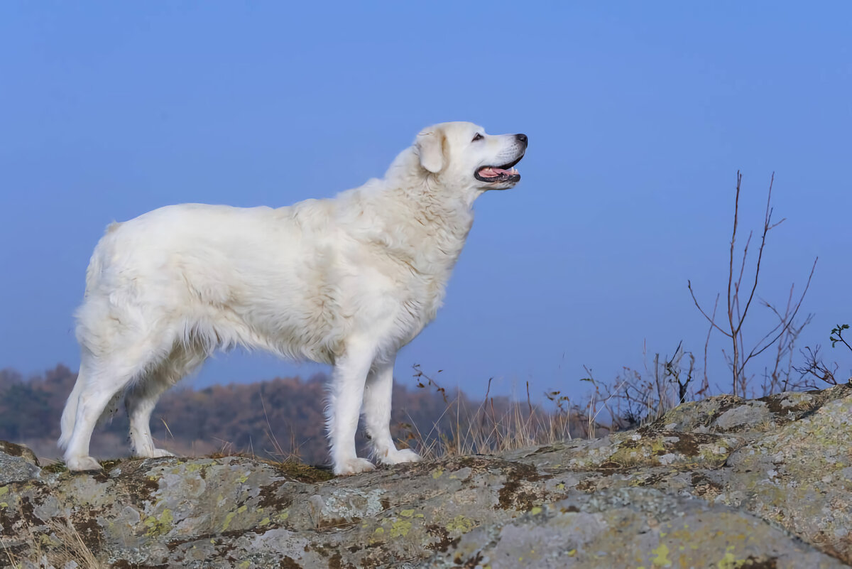Чувача выводили специально для охраны территории и скота. Это бесстрашный пёс с крепкой психикой.