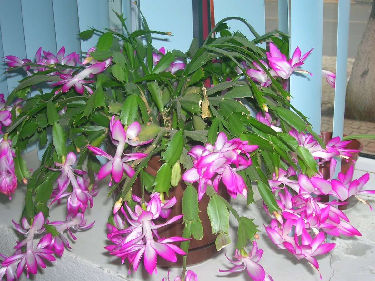 Марина Каминская