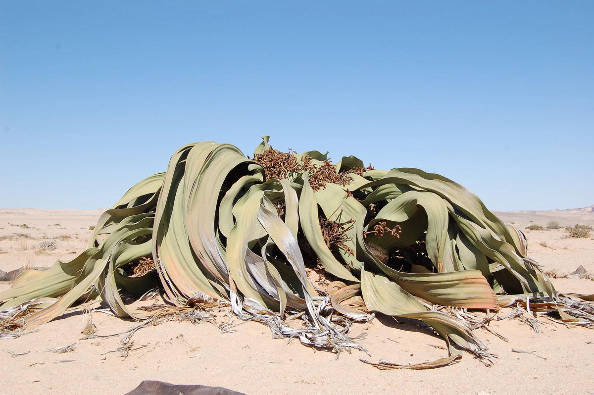 Вельвичия. Вельвичия удивительная (Welwitschia Mirabilis). Растение вельвичия удивительная. Растения пустыни вельвичия.