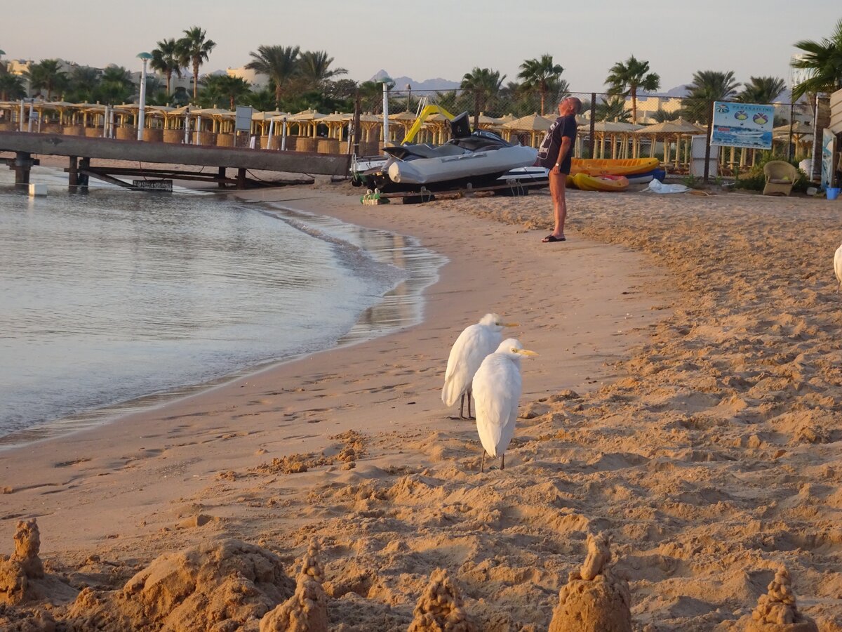 пляж отеля Sunrise Royal Makadi Aqua Resort