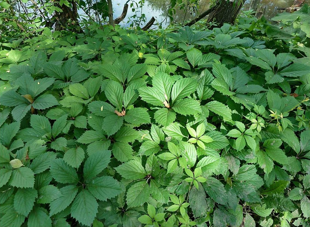 Девичий виноград