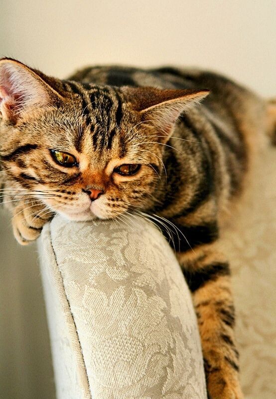 И скучно и грустно.. Источник фото https://kot-pes.com/amerikanskaya-korotkosherstnaya-koshka-foto-koshachij-dolgozhitel/