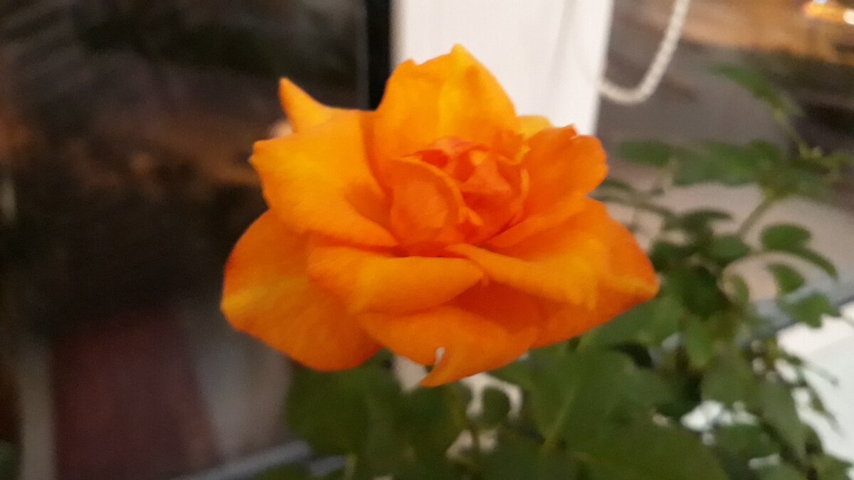 Роза Кордана на подоконнике