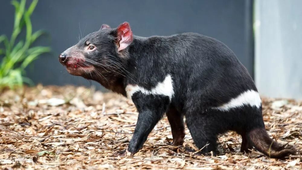 Tasmanian devil, фото: Miroslav Bobek / Prague Zoo