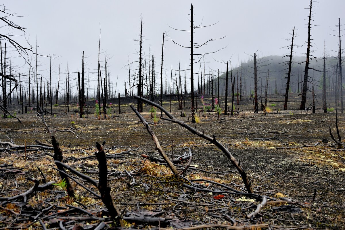 Мертвый лес