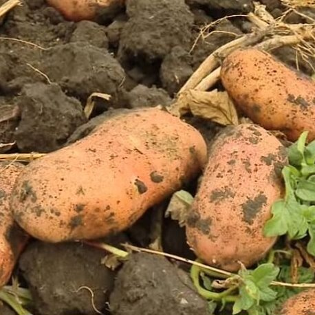 Очевидно- Очень хороший Лапоть.