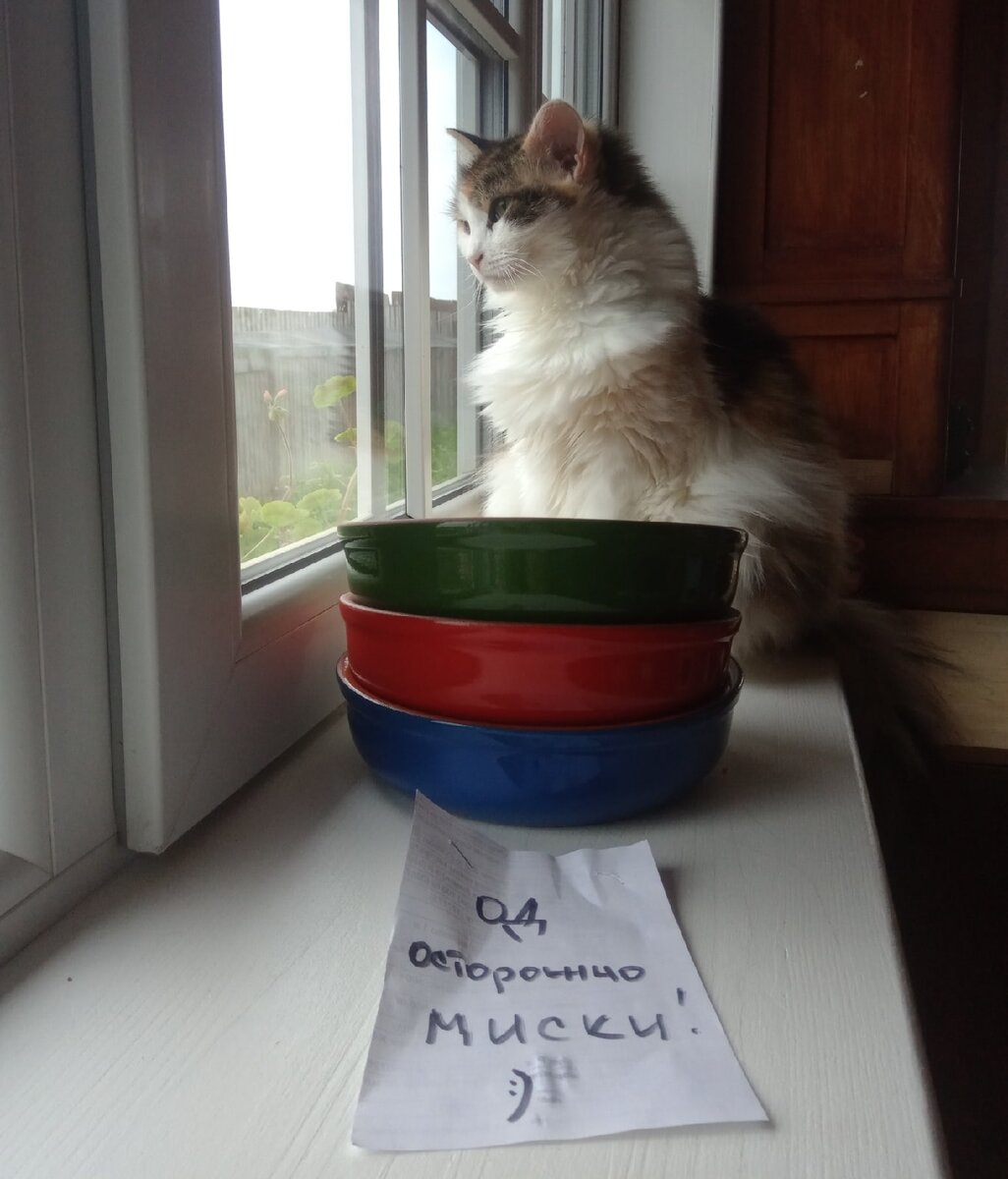 Новые миски и кошка Толстушка