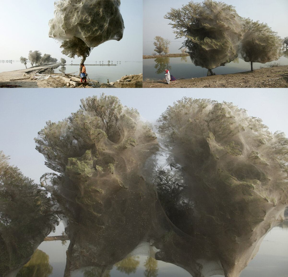 Фото из Пакистана на границе Индии.