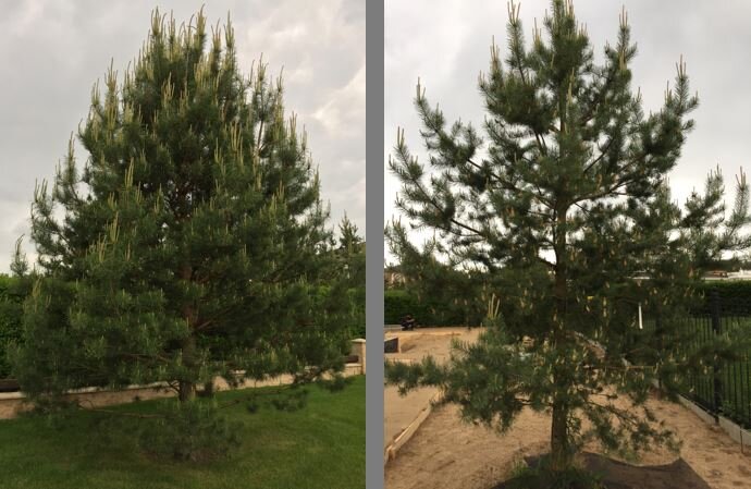 Сосны-сестрёнки, растущие по разные стороны забора: слева - уход управляющей компании, справа - без спец. ухода на собственном участке