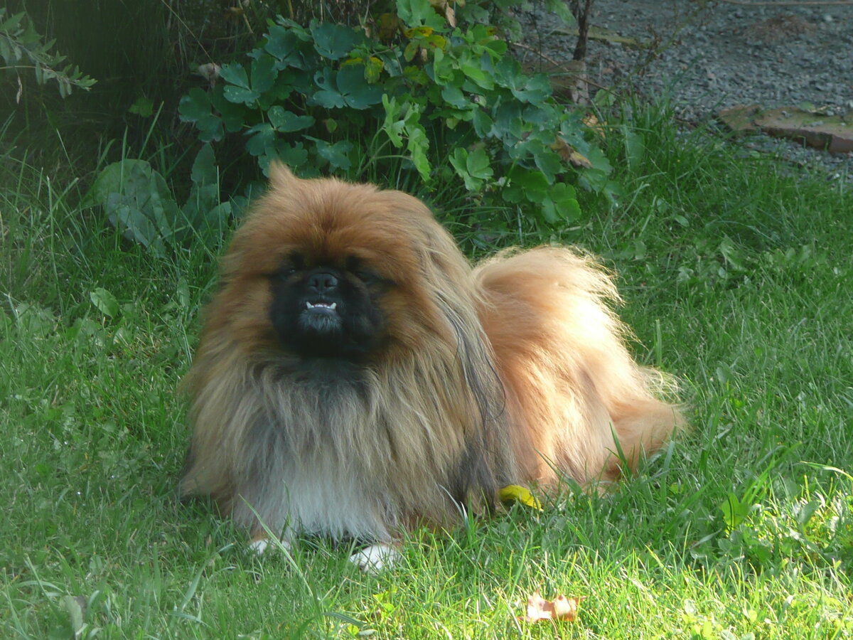 любимец Тимошка