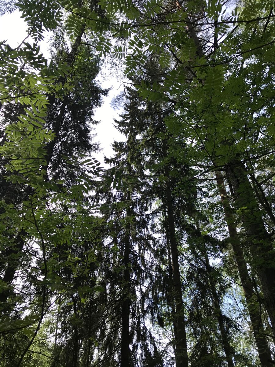 Небо в деревьях