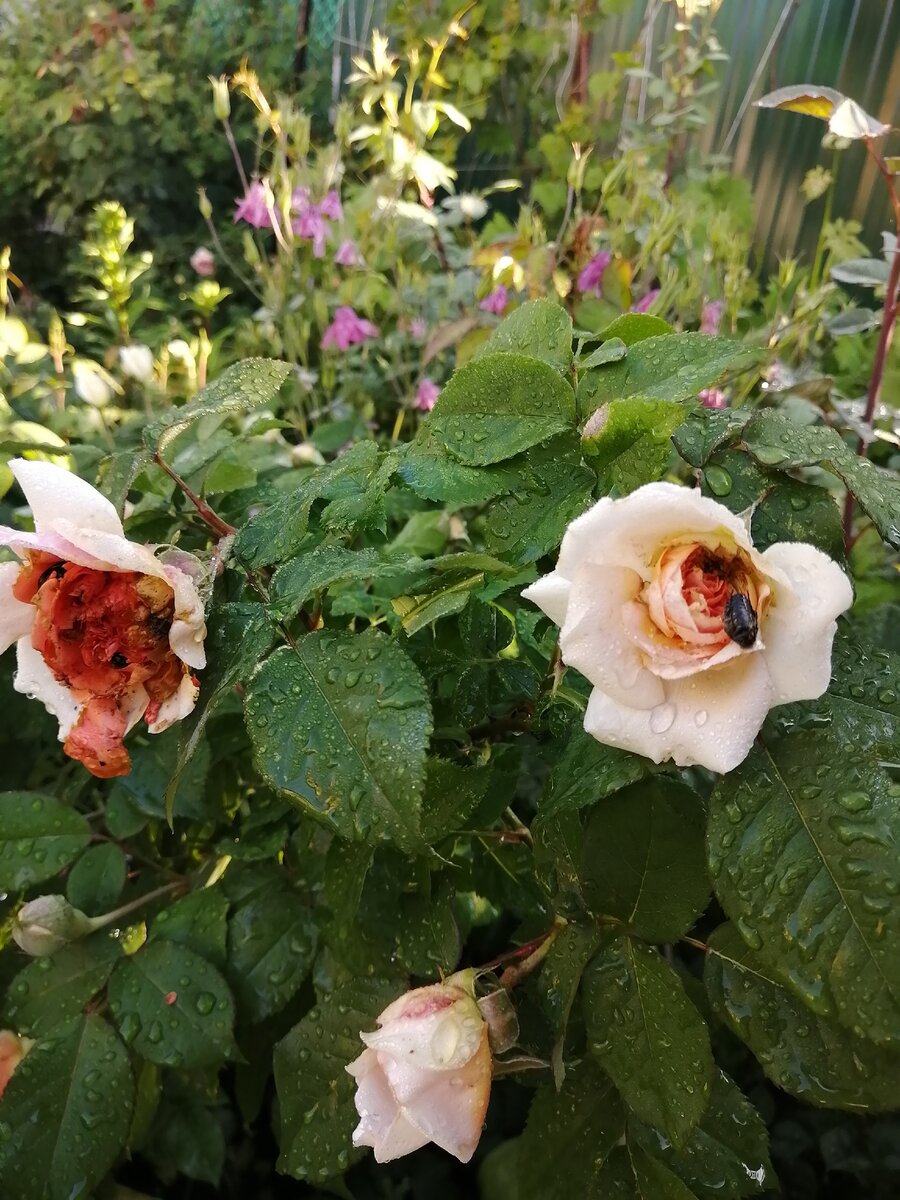 Слева абсолютно испорченный бутон прекрасной розы Чиппендейл! 