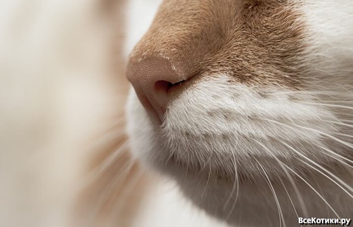 Мокрый нос у кошки: норма или отклонение | ВсеКотики | Дзен