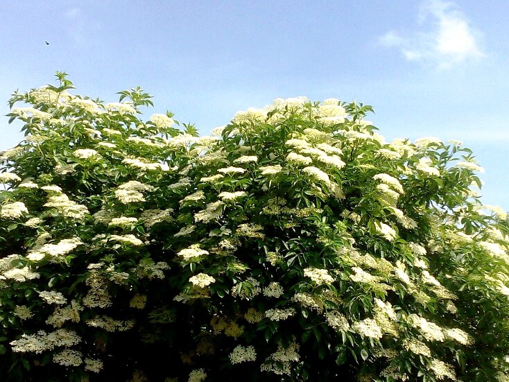 Бузина цветет. Июнь 2020. Фото Марины Антоновой