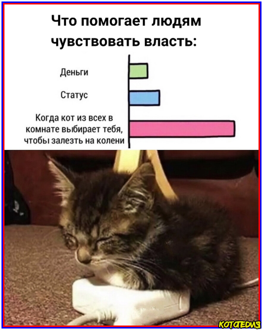 Мемы про котов до слез