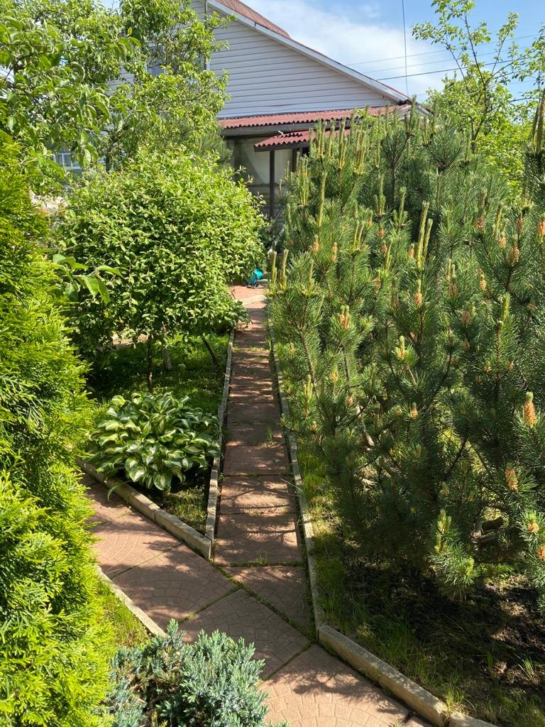 На фото сосна горная mugo pumilio