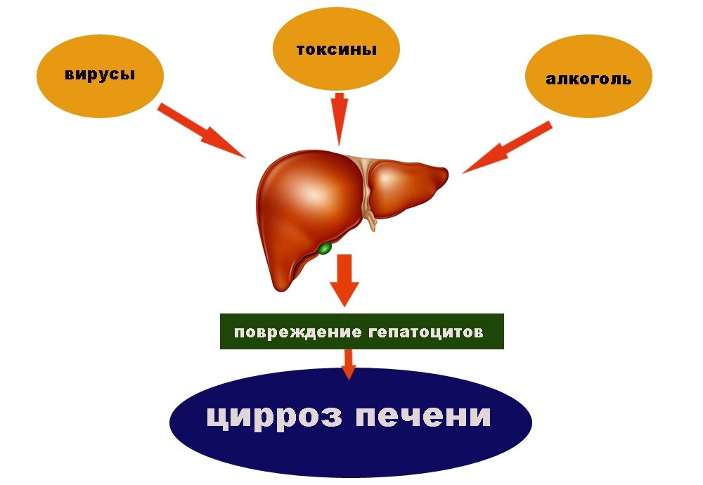 Печень и стул