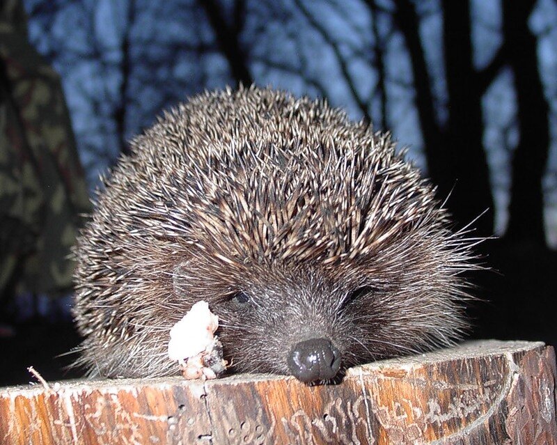 

Общаются ежи с помощью свиста, но разозлившись, они начинают ворчать. Живут эти ворчливые существа совсем немного,
около шести лет. Велика смертность ежат-первогодок, они часто замерзают, так как не умеют устроиться на зиму.
