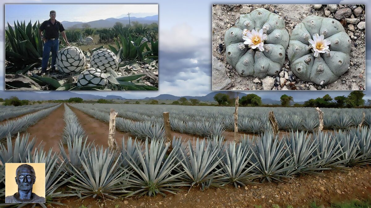 Поля с голубой агавой в Мексике.