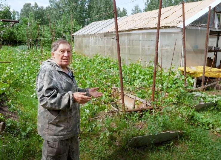 Опора для винограда на даче (68 фото)