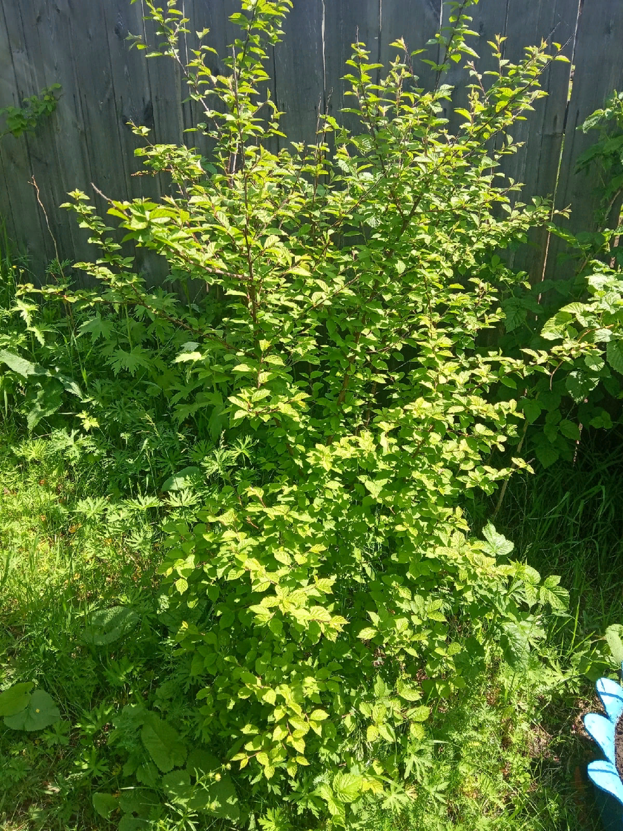 Фото автора. Вишня