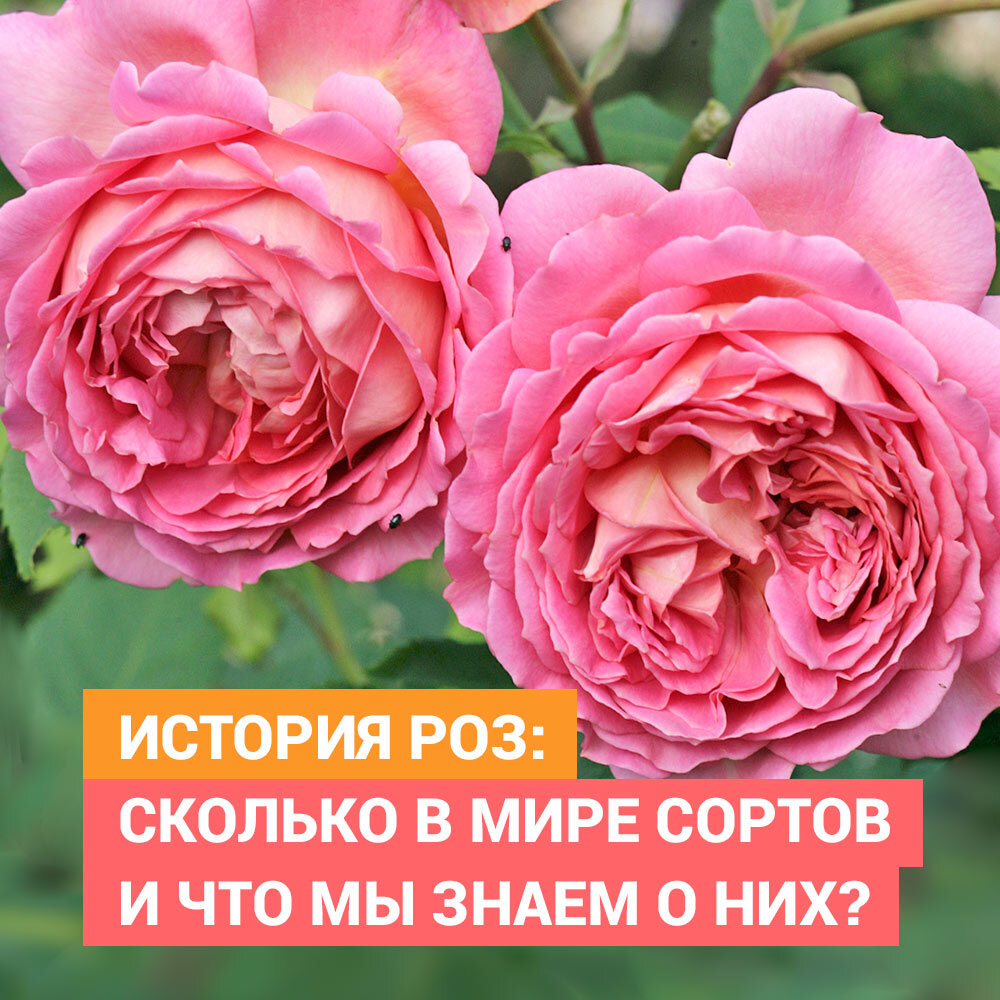 ИСТОРИЯ РОЗ: СКОЛЬКО В МИРЕ СОРТОВ И ЧТО МЫ ЗНАЕМ О НИХ? | Доставка цветов  Гранд Флора | Дзен