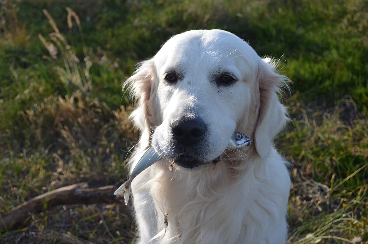 картинка с фотостока Pixabay