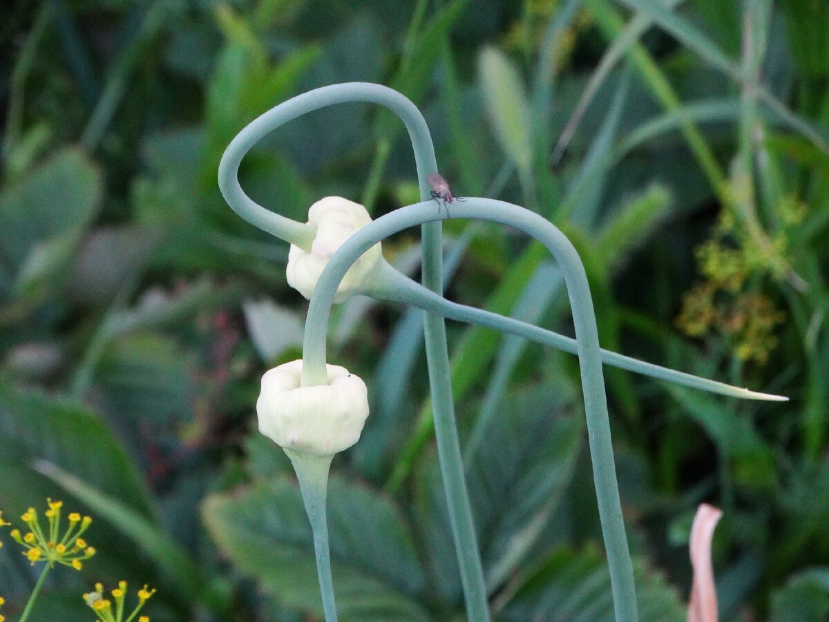 Семенные стрелки чеснока