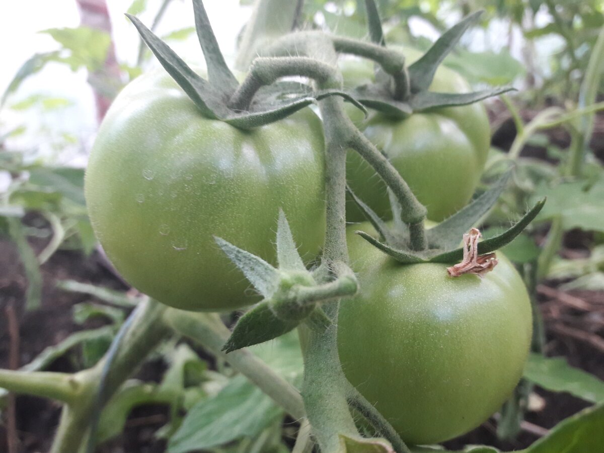 Томаты в пленочной теплице.