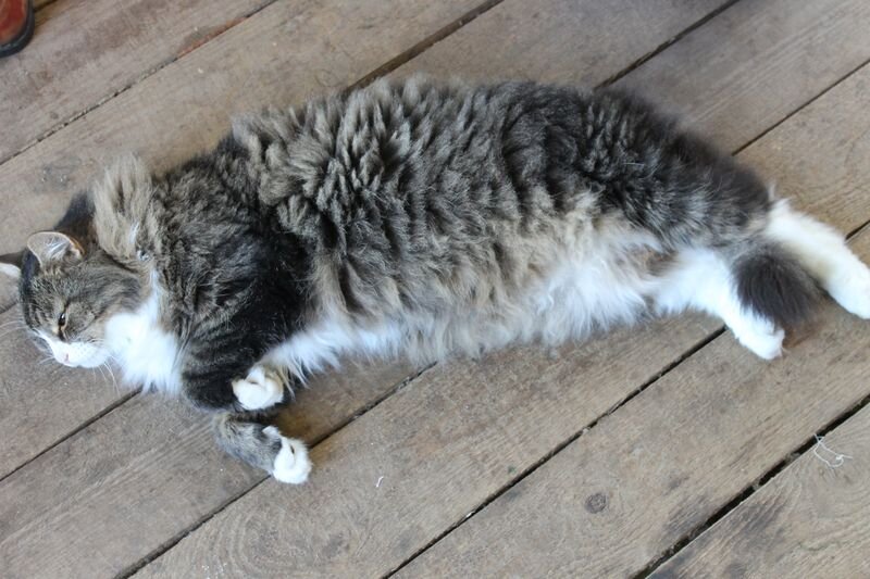 кот недоволен жарой не меньше моего. сибиряк одним словом. старый уставший сибиряк