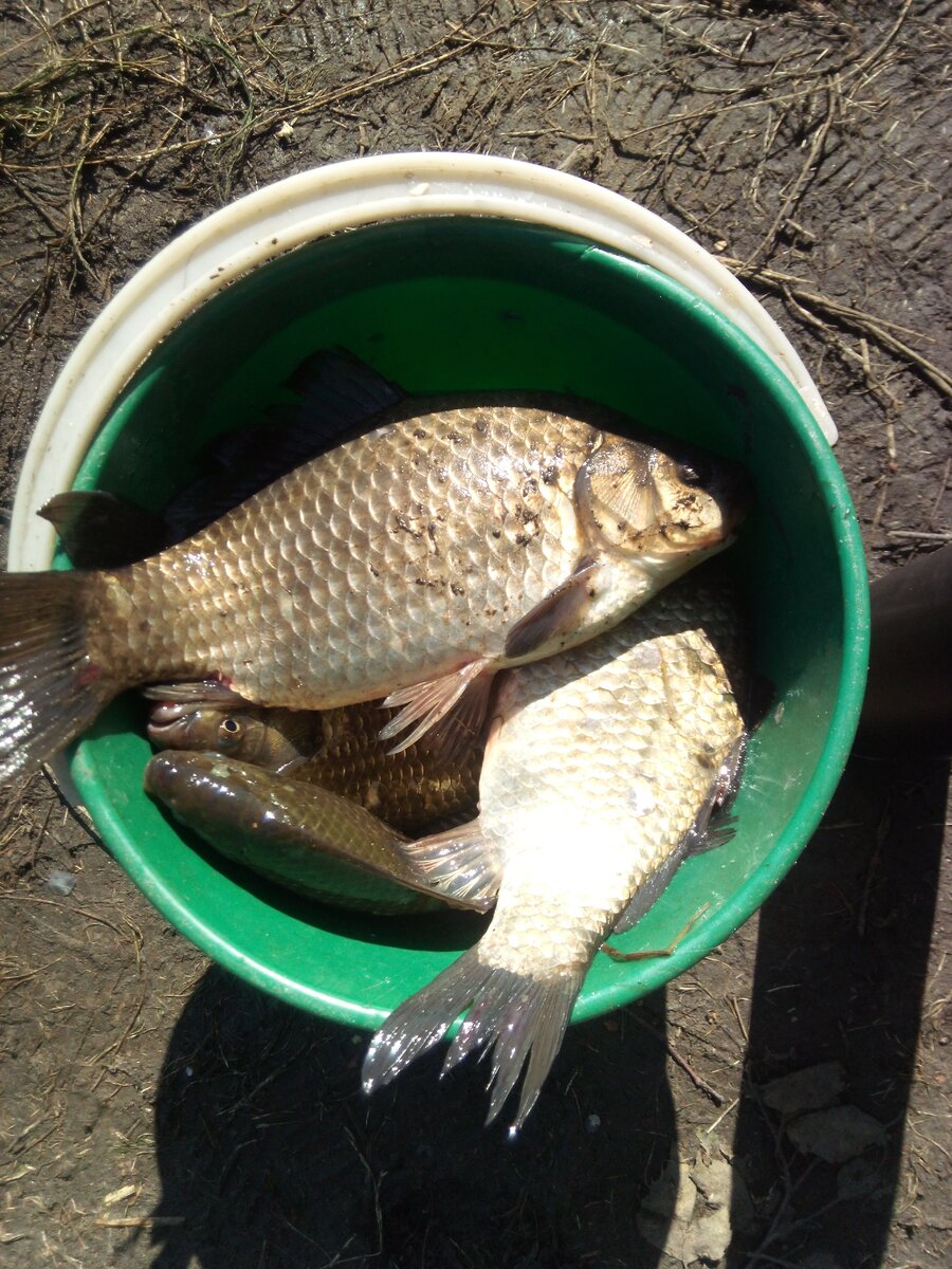 Эти красавцы пойманы с помощью самодельных кормушек.