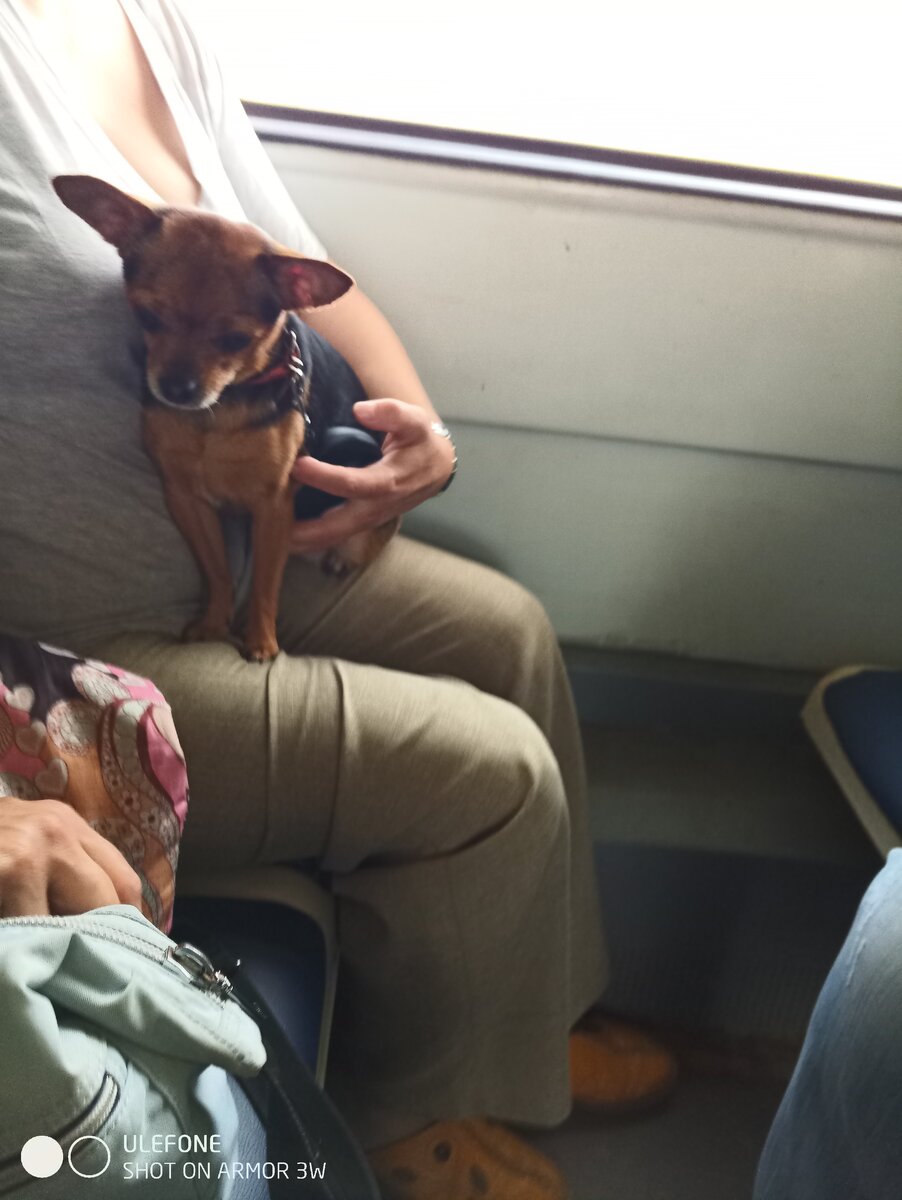 Вот такая соседка у меня в электричке была.