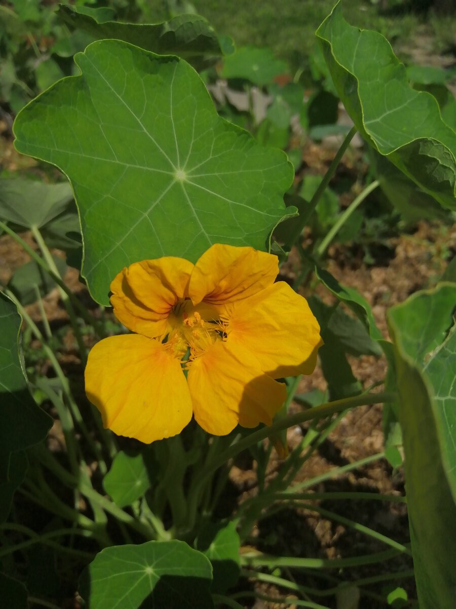 Настурция - первый цветок.