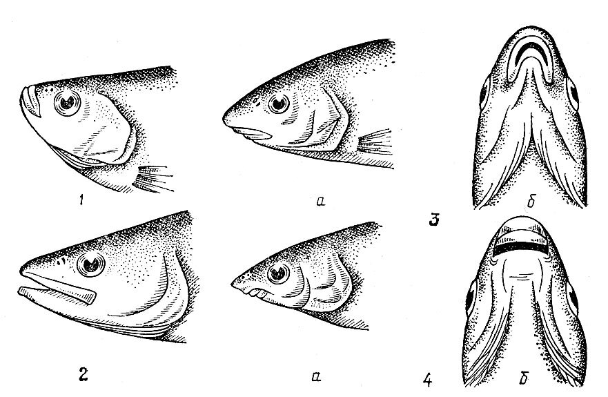 Какой рот у рыб. Строение жаберного аппарата рыб. Строение рта рыбы. Строение головы рыбы. Форма головы рыб.