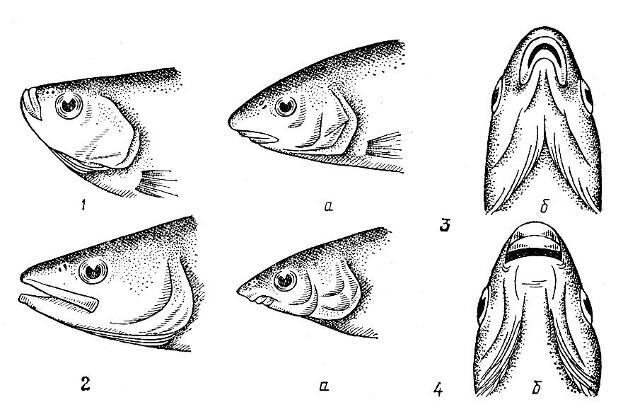 Нижний рыба. Строение рта рыбы. Строение головы рыбы. Рыба вид снизу. Различные формы рта рыб.
