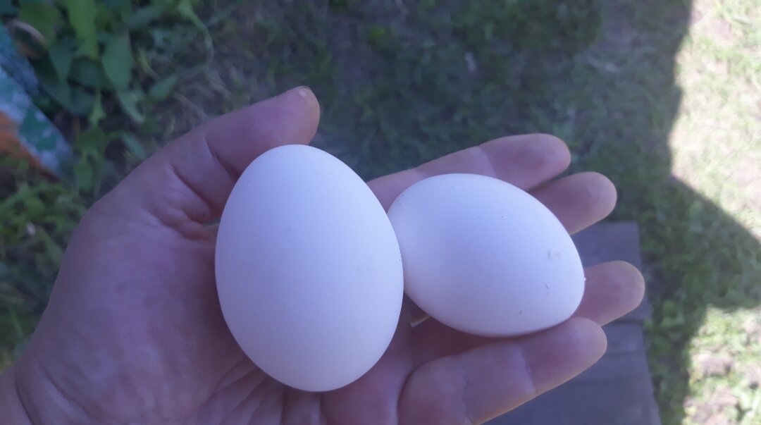 Кура несет мелкие яйца. Небольшие яичные куры. Курица с яйцами. Яйца мелки. Яйцо несушки мелкое.