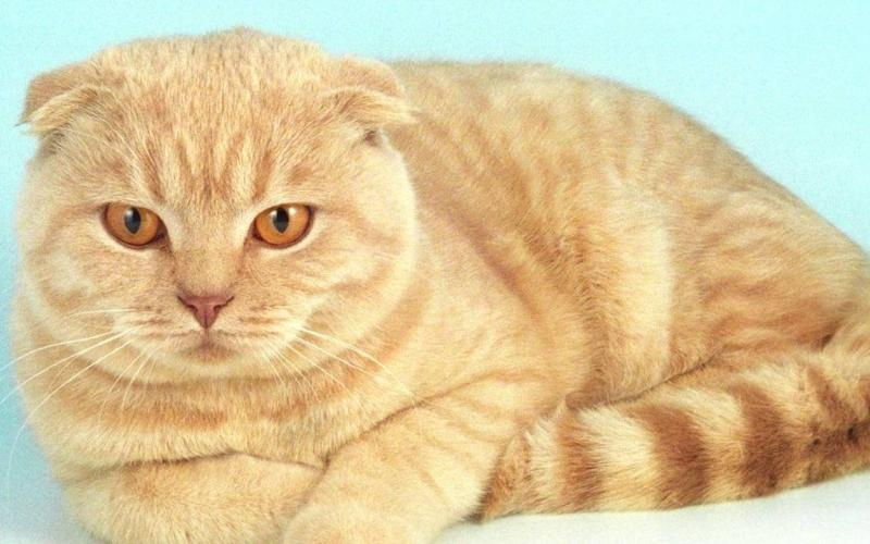 фото хайленд фолда