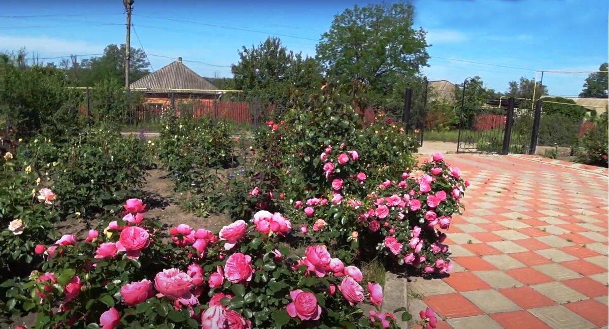 Вот такие у меня розы