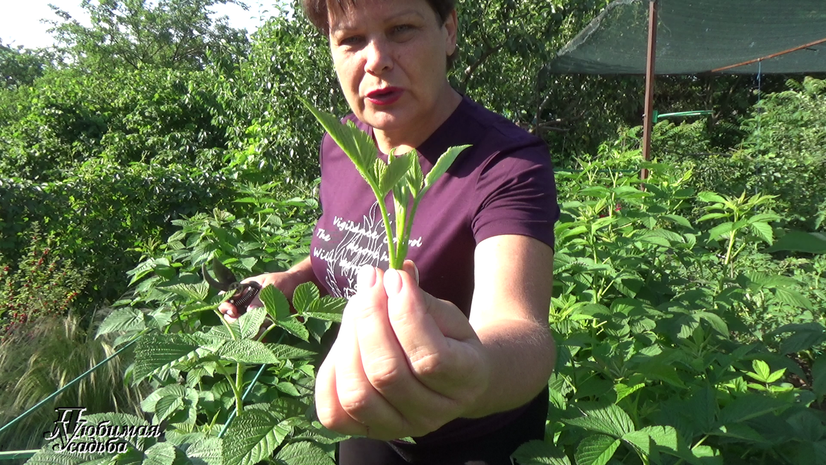 отщипнутая верхушка побега малины - прищипка