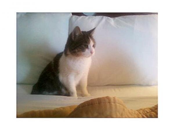 13-летняя белая кошка по кличке Бейби всегда сторонилась людей и была боязливой, но когда оказалось, что ее хозяевам угрожает опасность, она превратилась в настоящего льва. В январе 2010 года, Джош Орнберг и Летиция Ковльски приводили в порядок свой загородный дом в Чикаго перед приездом детей.

Они работали целый день и уставшие уснули на диване в одной из комнат. Ночью в задней части дома начался пожар. Супруги ничего не почувствовали и продолжали спать, в то время как дым заполнял здание. Джош проснулся от того, что был напуган странным поведением кошки. Бейби никогда не была ручной, а в этот раз она без остановки прыгала на коленях Джоша, до тех пор, пока он не проснулся.

Орнберг попытался потушить огонь с помощью огнетушителя, но понял, что самостоятельно с пламенем справиться не сможет и позвонил в 911. Супруги вместе с кошкой и собакой по кличке Джэкблэк срочно покинули горящий дом.

Теперь Орнберг называет кошку «героиней» и в то же время смущается, признавая тот факт, что его жизнь буквально была в лапах одной из старейших кошек Чикаго. После пожара Бейби исчезла на несколько дней, но ее удалось обнаружить, приманив тунцом. За свой подвиг она получила дополнительную порцию кошачьего лакомства.