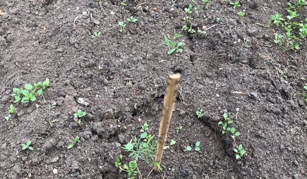 Фото: Дачный труженик