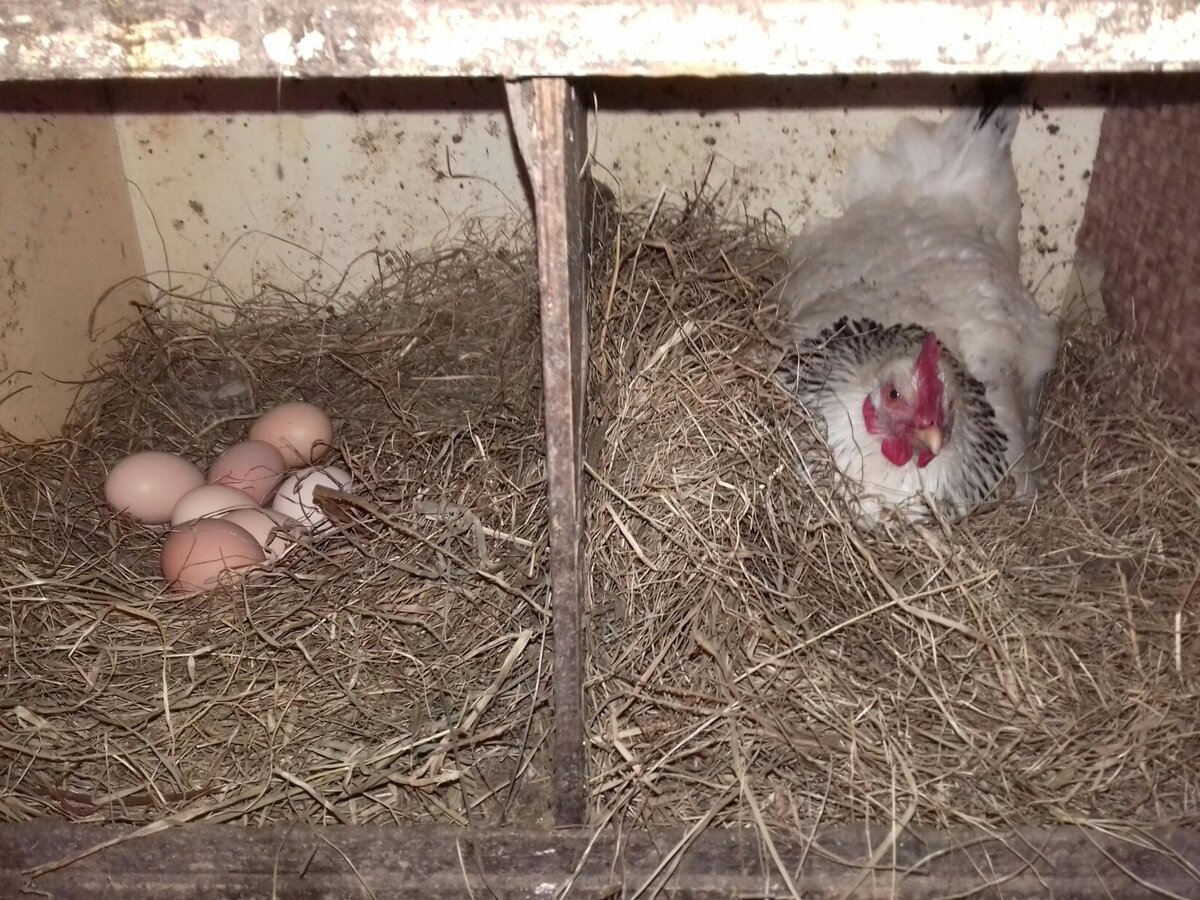 крысы в курятнике. крысы в курятнике. грызуны в сарае. крысы в курятнике.