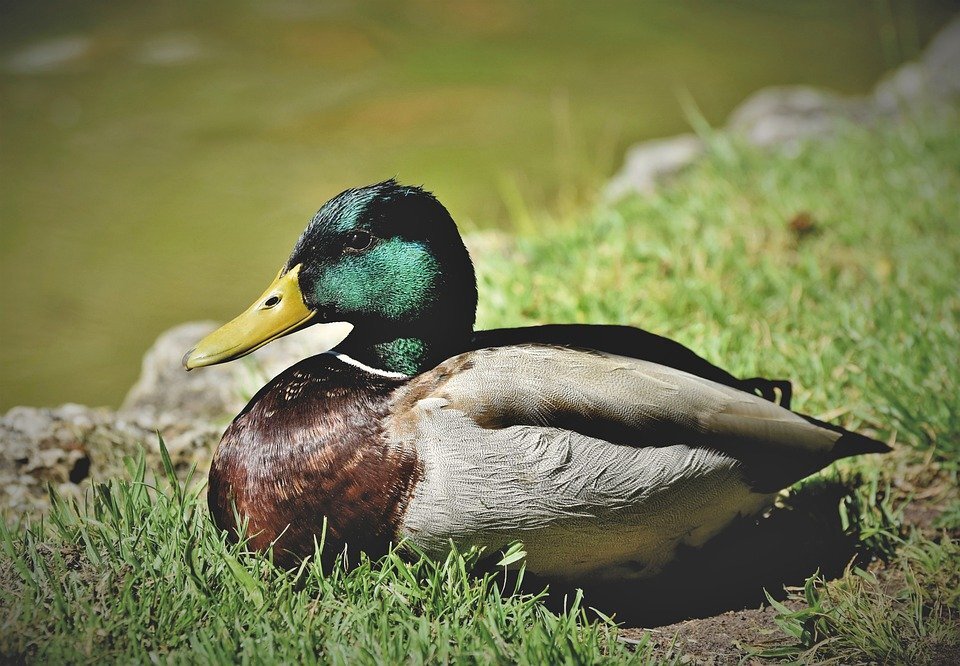 Изображение взято для ознакомления с сайта: https://pixabay.com ; Ссылка на изображение: https://cdn.pixabay.com/photo/2020/05/10/05/15/mallard-5152337_960_720.jpg