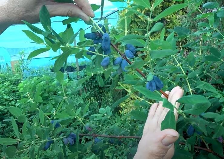 Жимолость посадка и уход в подмосковье. Жимолость Садовая куст. Жимолость Пушкинская куст. Жимолость съедобная Тунгус. Жимолость съедобная Пушкинская.