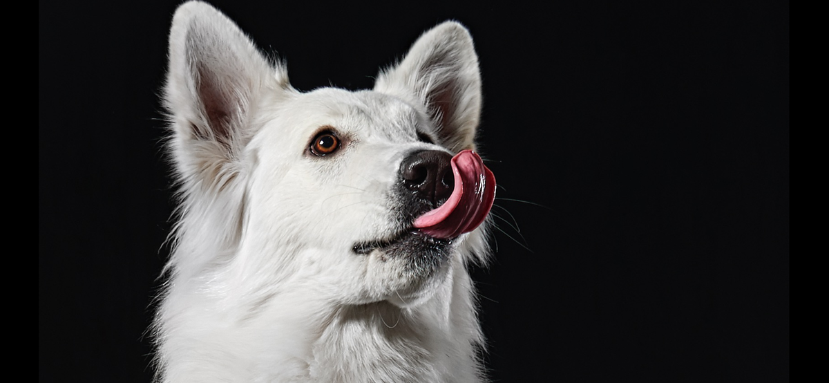 Как породник, я пишу именно о белых швейцарских овчарках. Но скорее всего с проблемой пищевой аллергии сталкиваются и другие породы. Просто на белых лучше видно :)